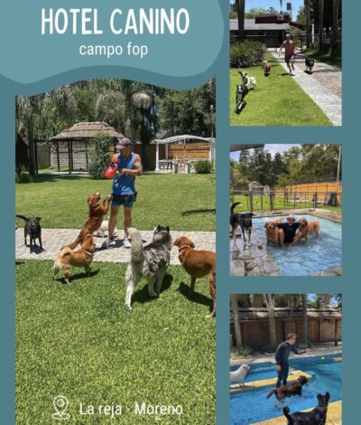 Hotel canino Campo FOP perros jugando en la pileta en La Reja Moreno