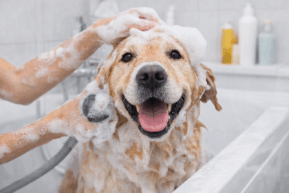 Baño y cuidado del perro higiene y limpieza del pelaje